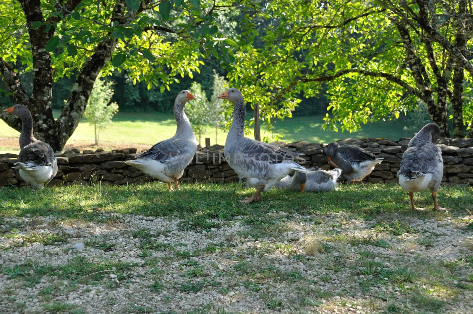 Farmed geese by BZH22