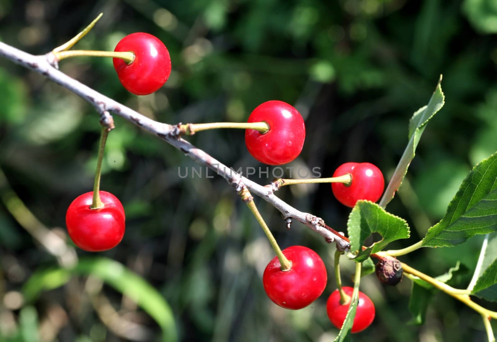 Several ripe cherries on a cherry tree in the garden
