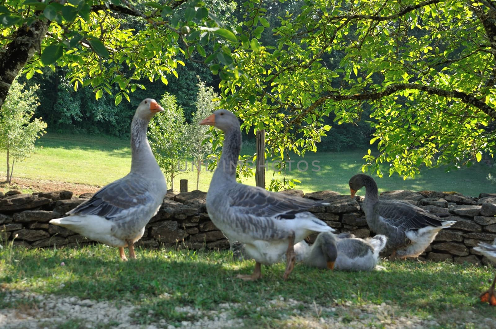 Farmed geese by BZH22
