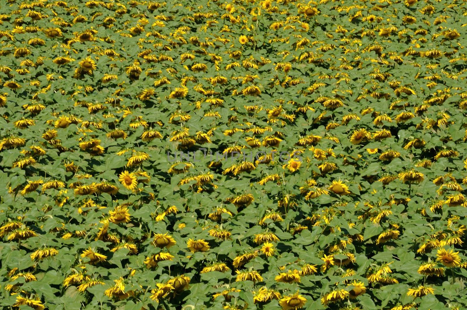 sun flower field 
