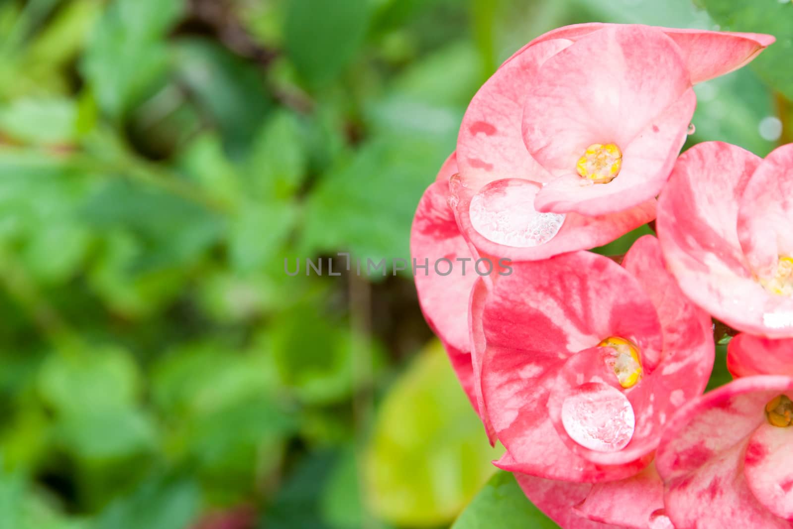 Crown of thorns or Christ Thorn flower. (Euphorbia milli) pink color on blur green leaf background.