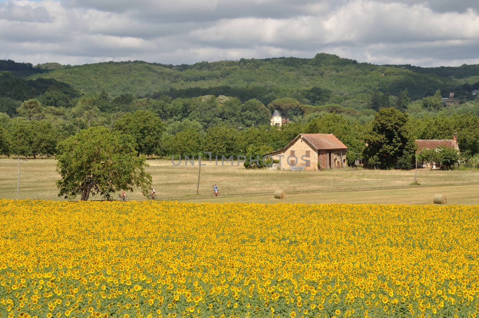 Domme, sun flower field 