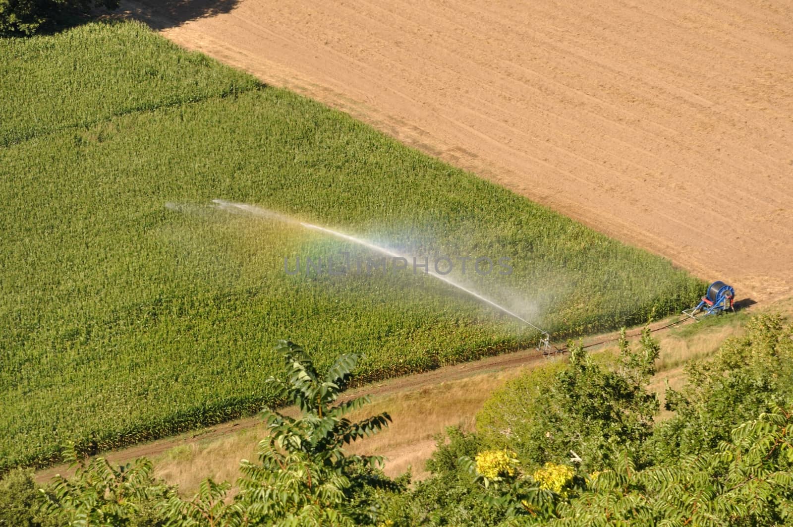 Water sprinkler installation in a field of maize, aerial view