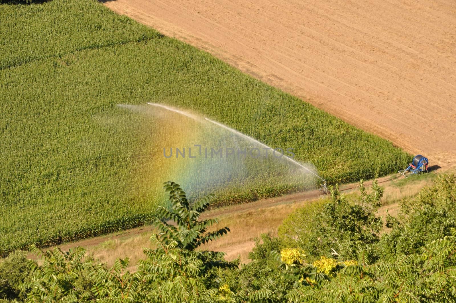 Water sprinkler installation in a field of maize, aerial view