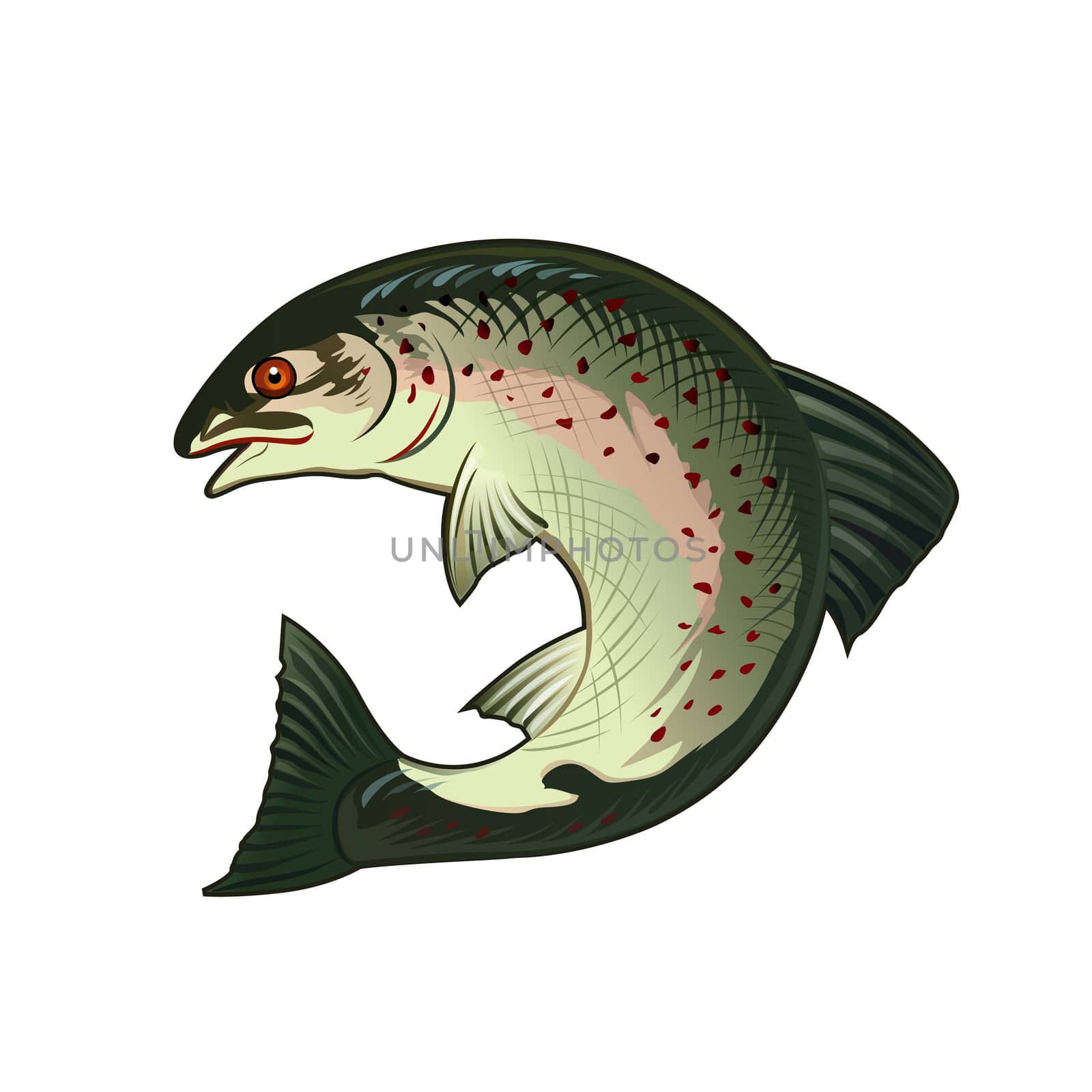 Salmon, Isolated Illustration by ConceptCafe