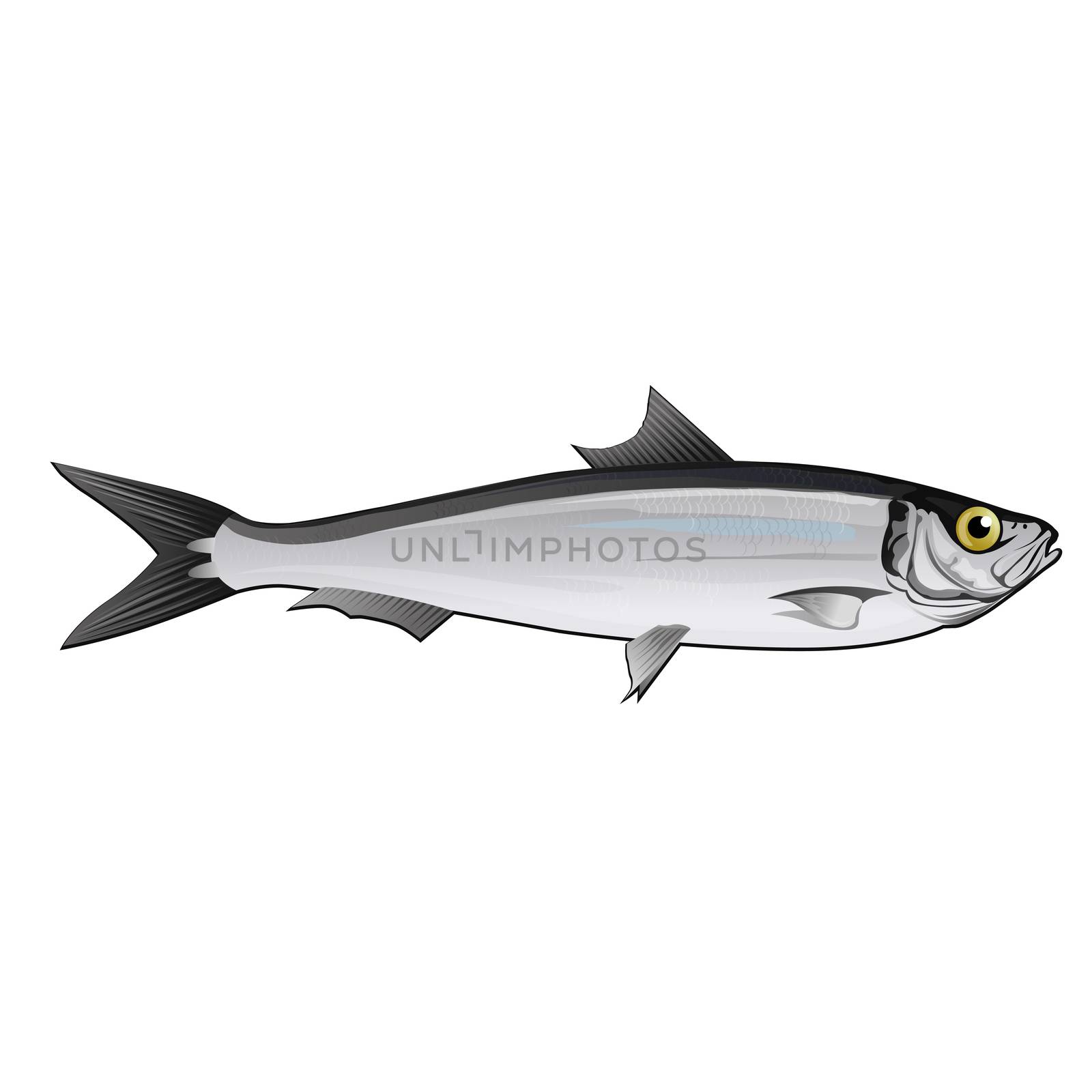 Sardine, Isolated Illustration by ConceptCafe