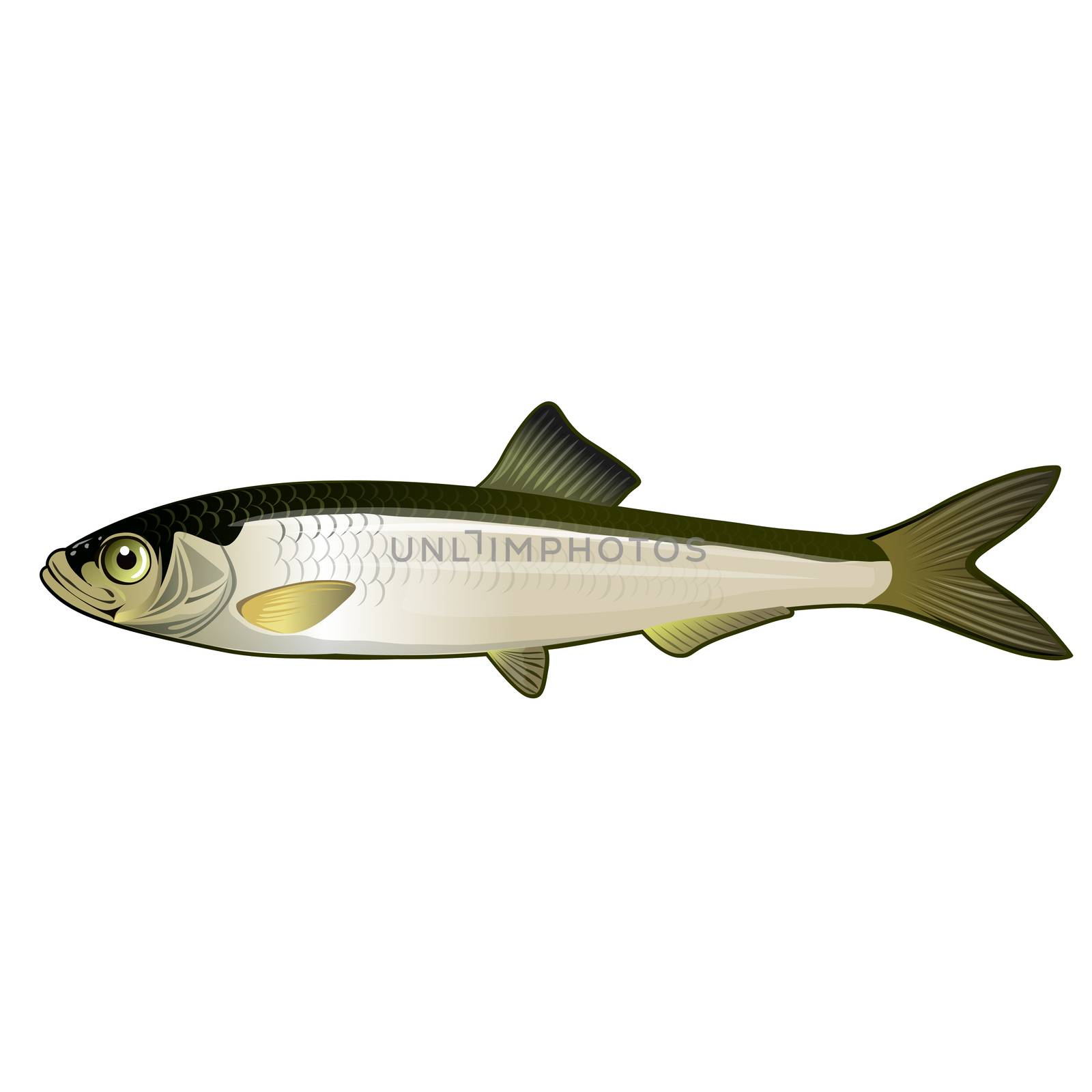 Sardine, Isolated Illustration by ConceptCafe