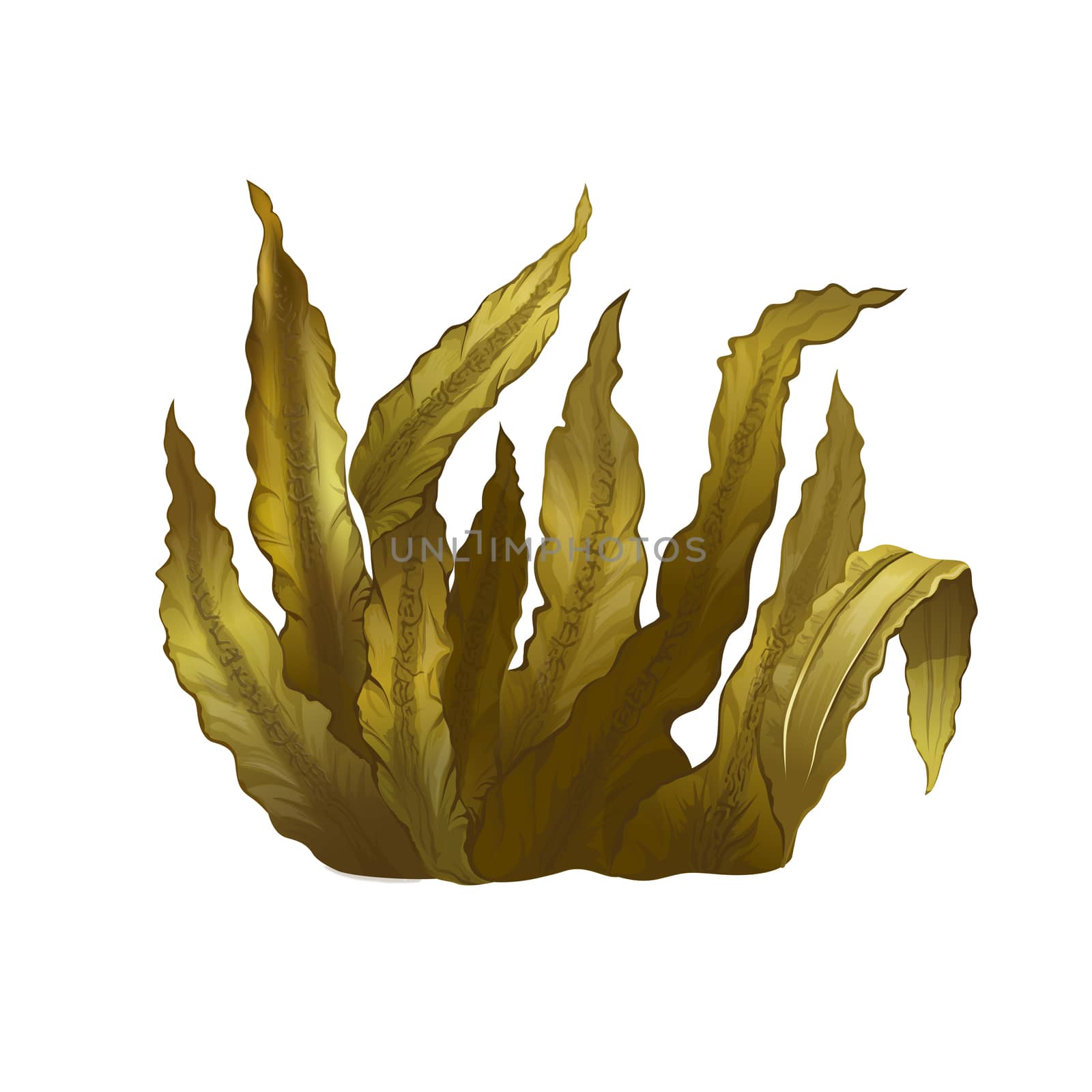 Sea Kelp, Isolated Illustration by ConceptCafe