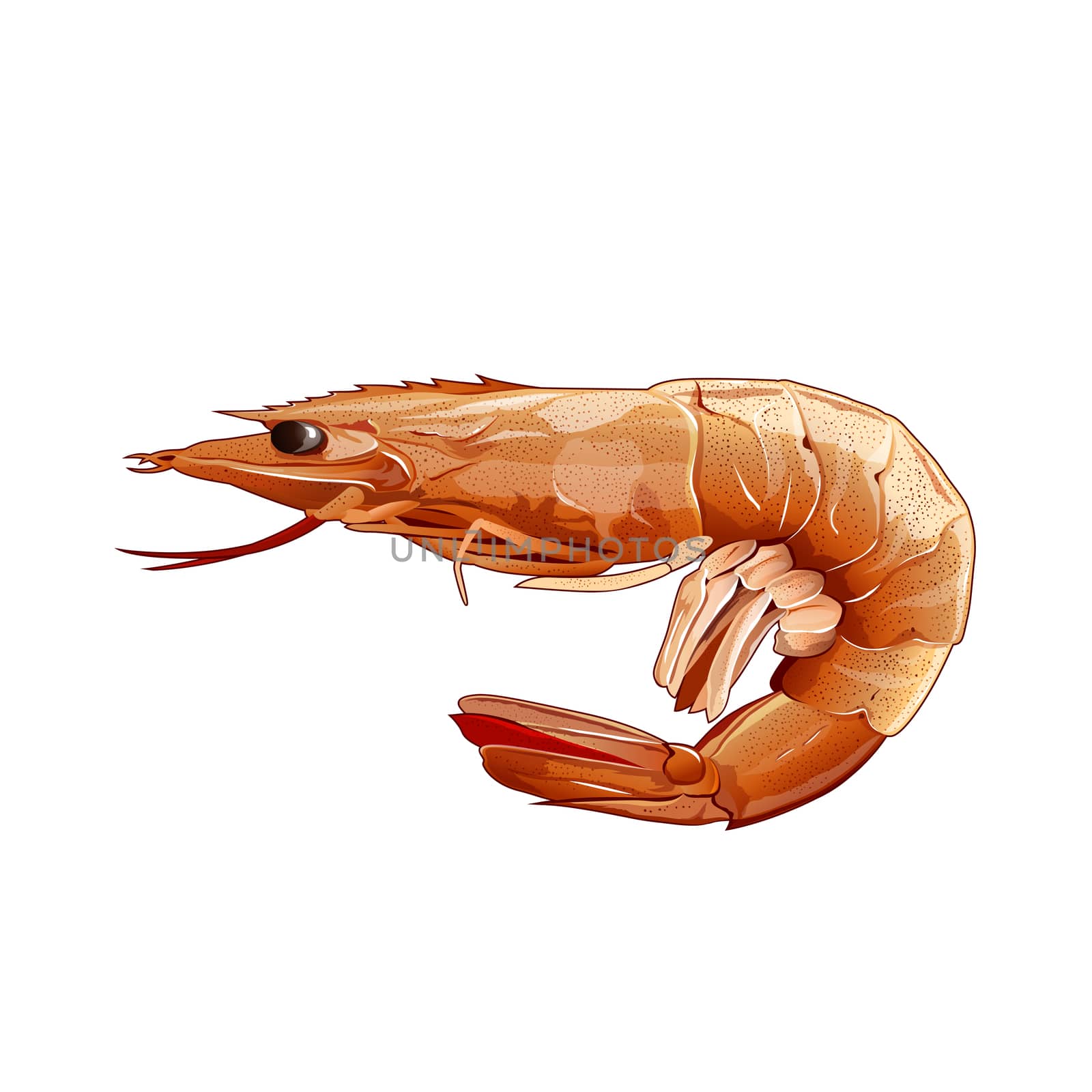 Pink Shrimp, Isolated Illustration by ConceptCafe