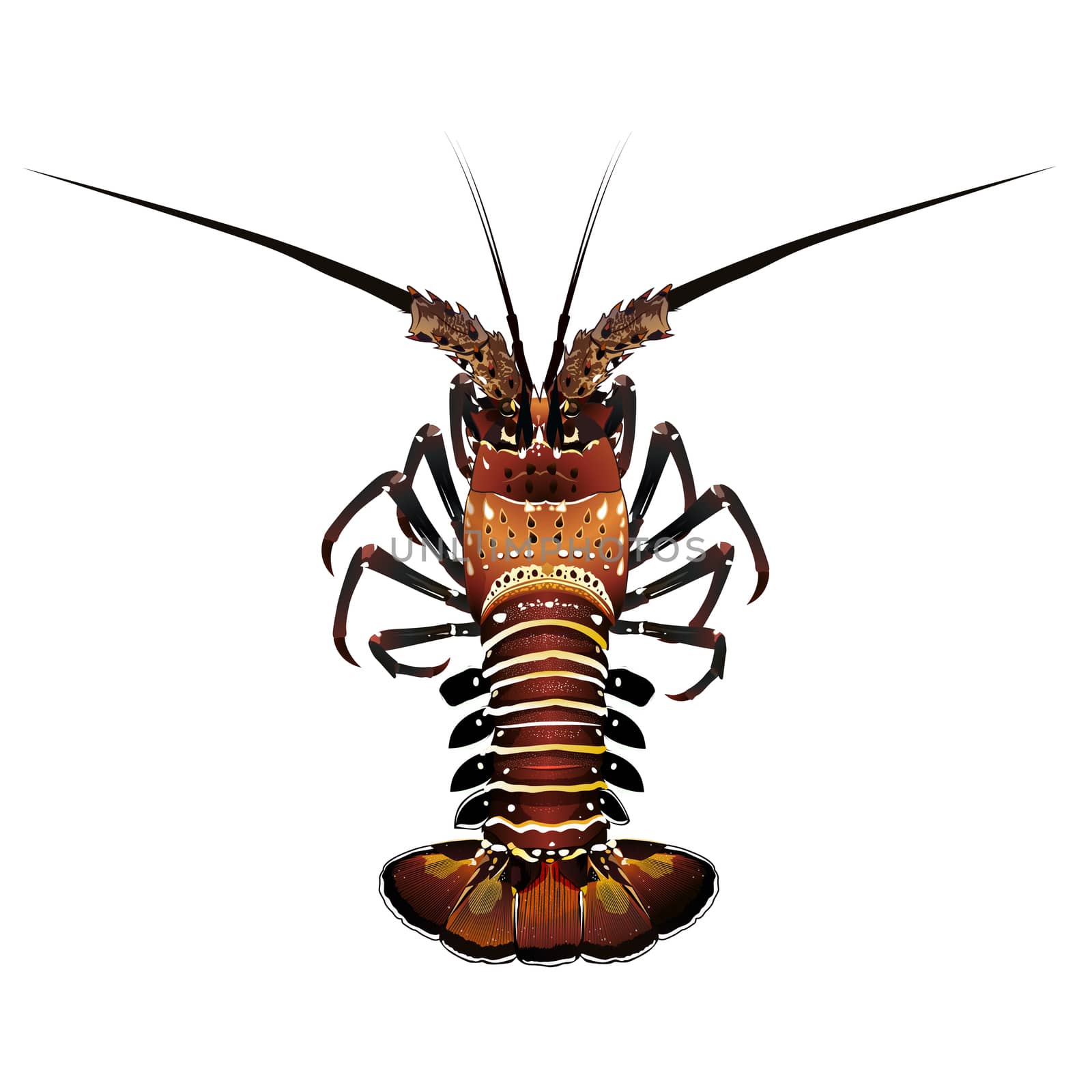 Spiny Lobster, Isolated Illustration by ConceptCafe