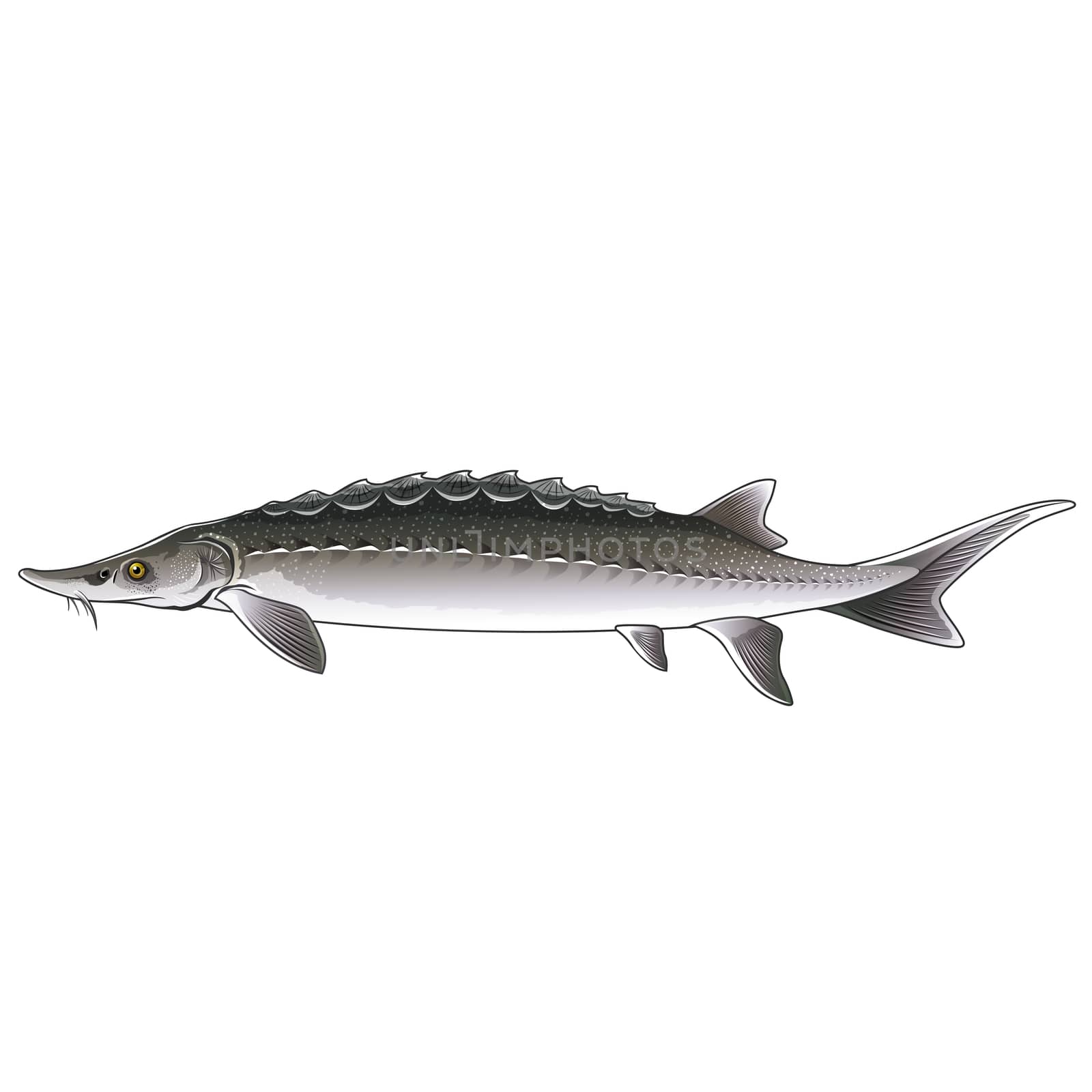 Sturgeon, Isolated Illustration by ConceptCafe