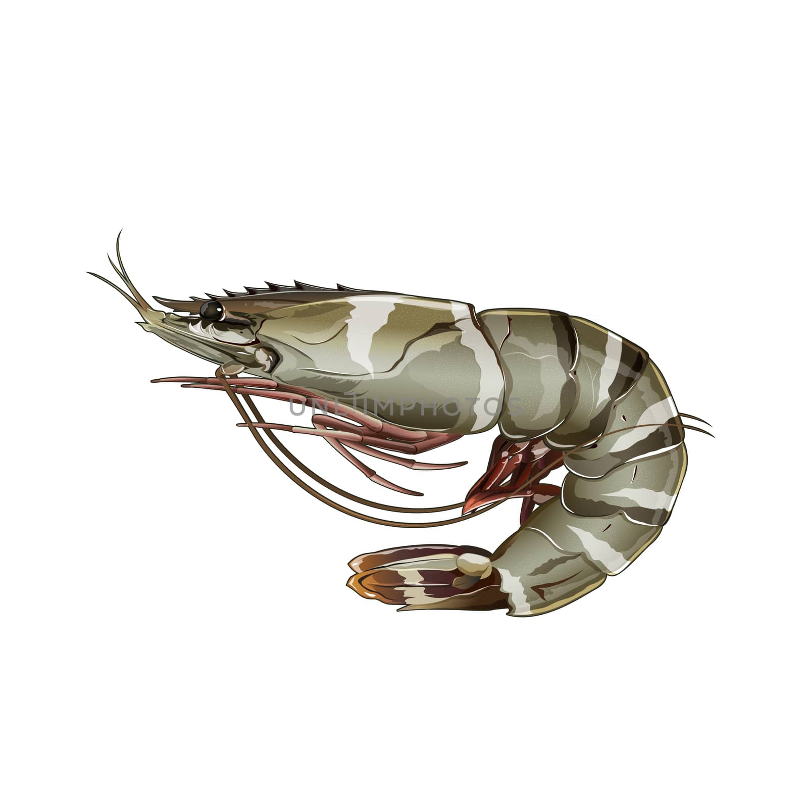 Tiger Shrimp, Isolated Illustration by ConceptCafe