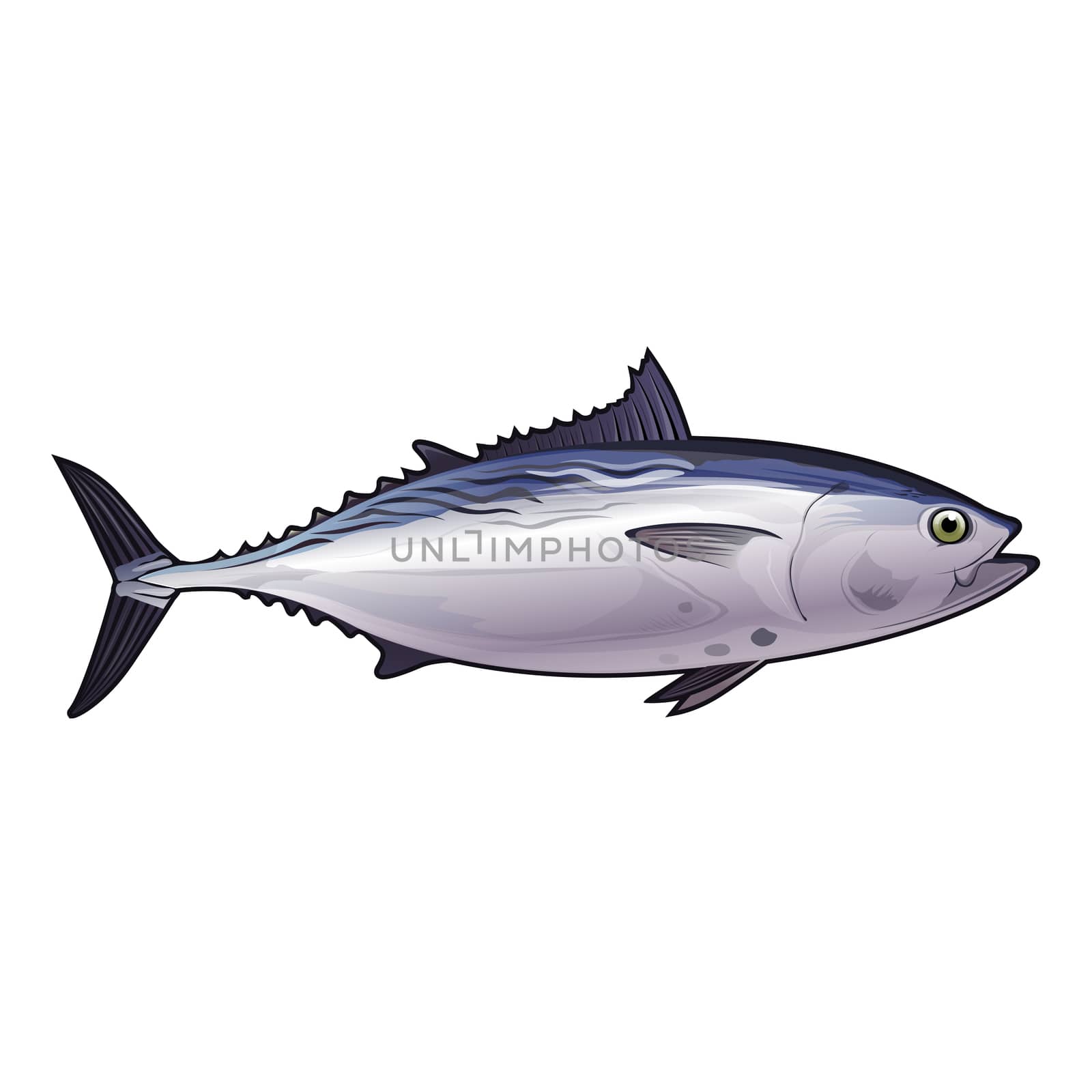 Tuna, Isolated Illustration by ConceptCafe