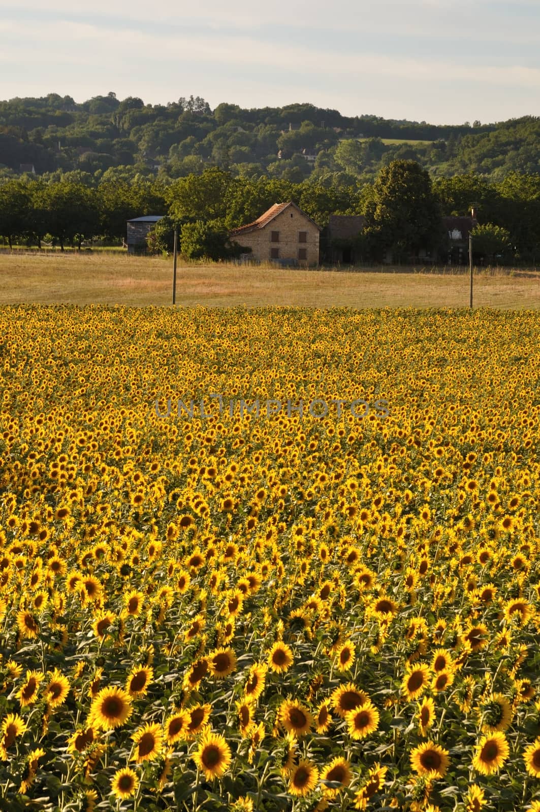 Domme, sun flower field 