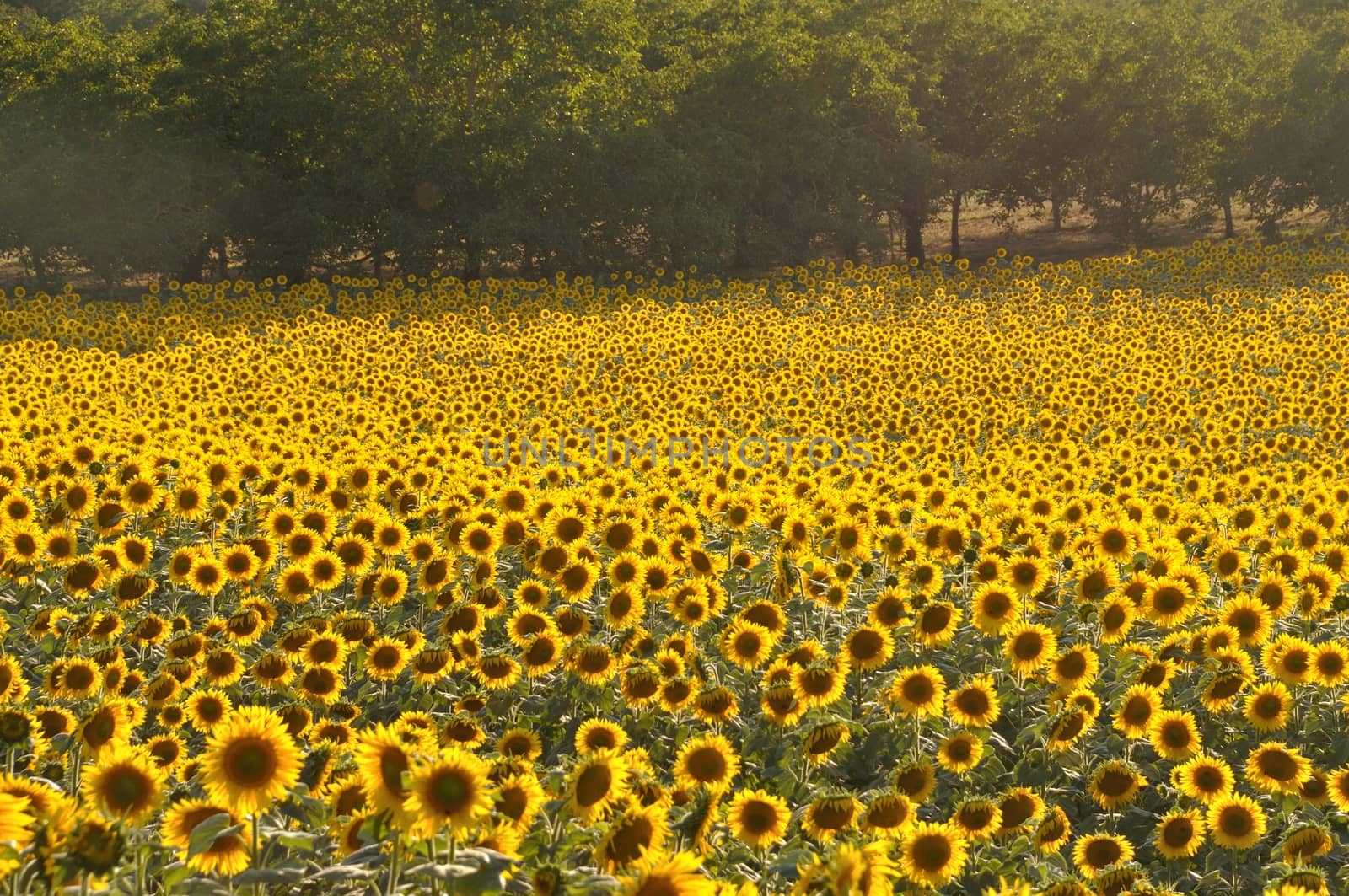 Domme, sun flower field 