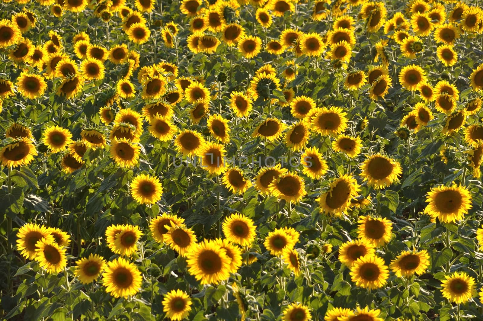 sun flower field  by BZH22