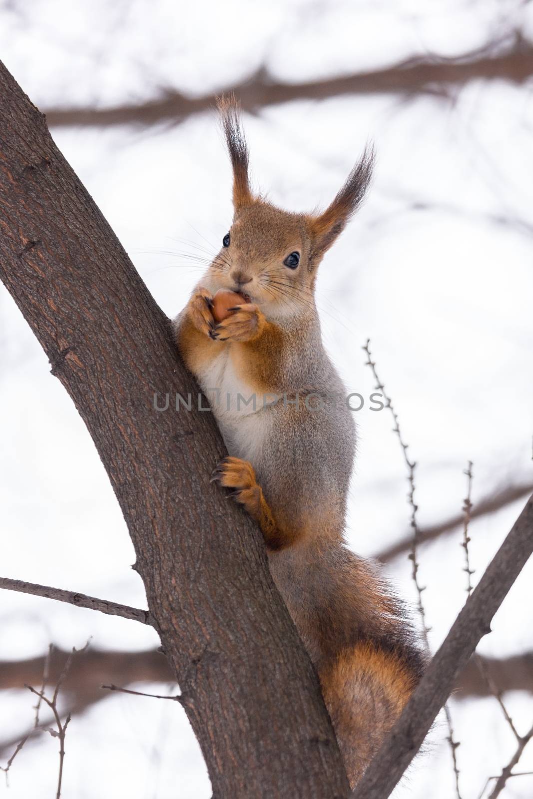 the photograph shows a squirrel on a tree