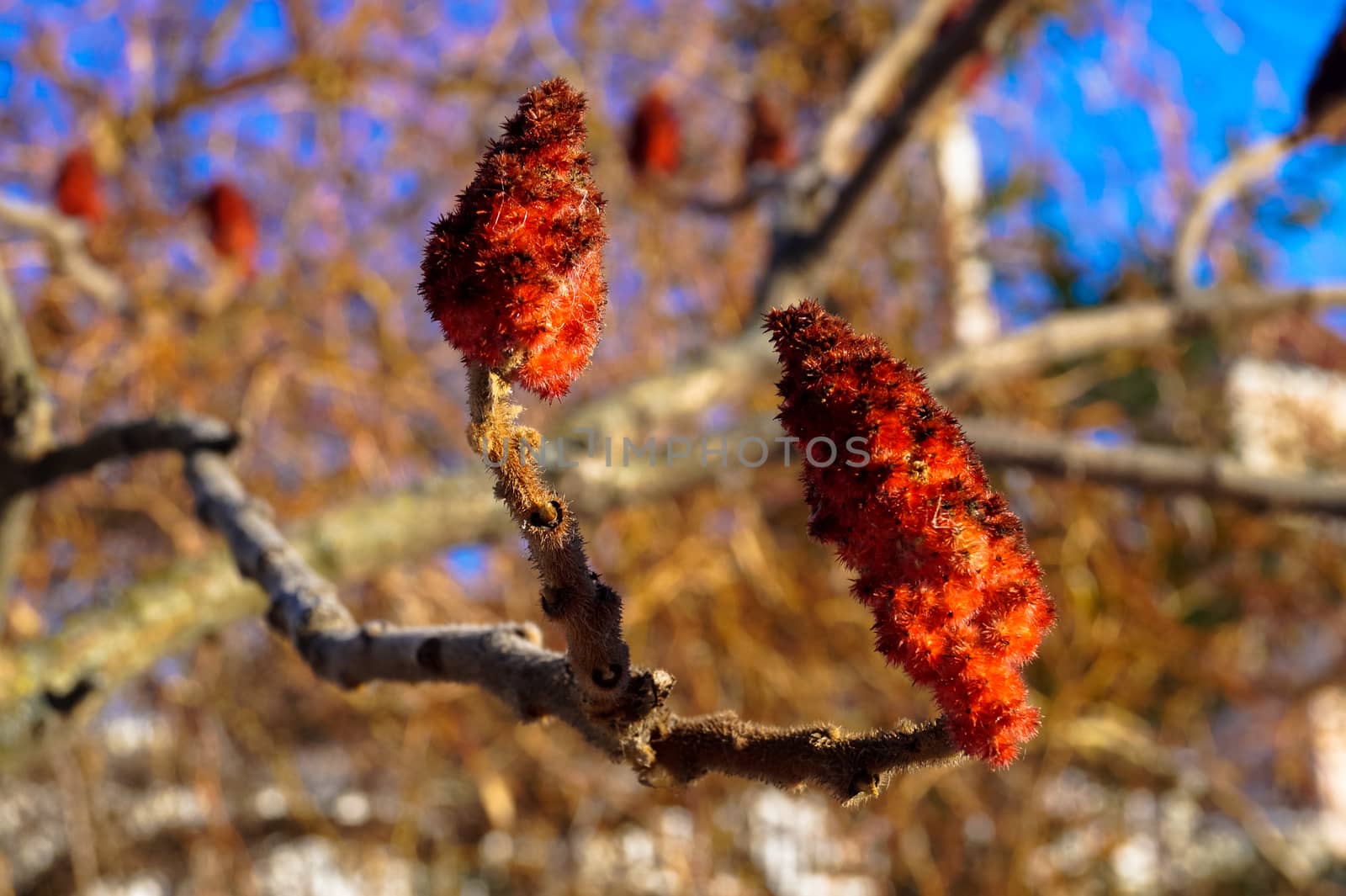 amazing fluffy red flower on a tree branch by Oleczka11