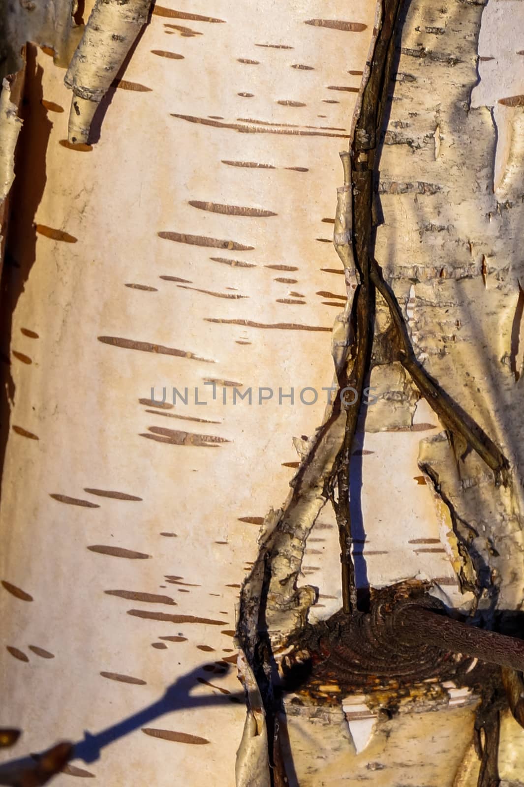 texture black background white tree bark birch by Oleczka11