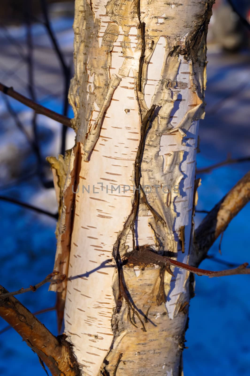 a tree trunk of a young birch on background blue sky