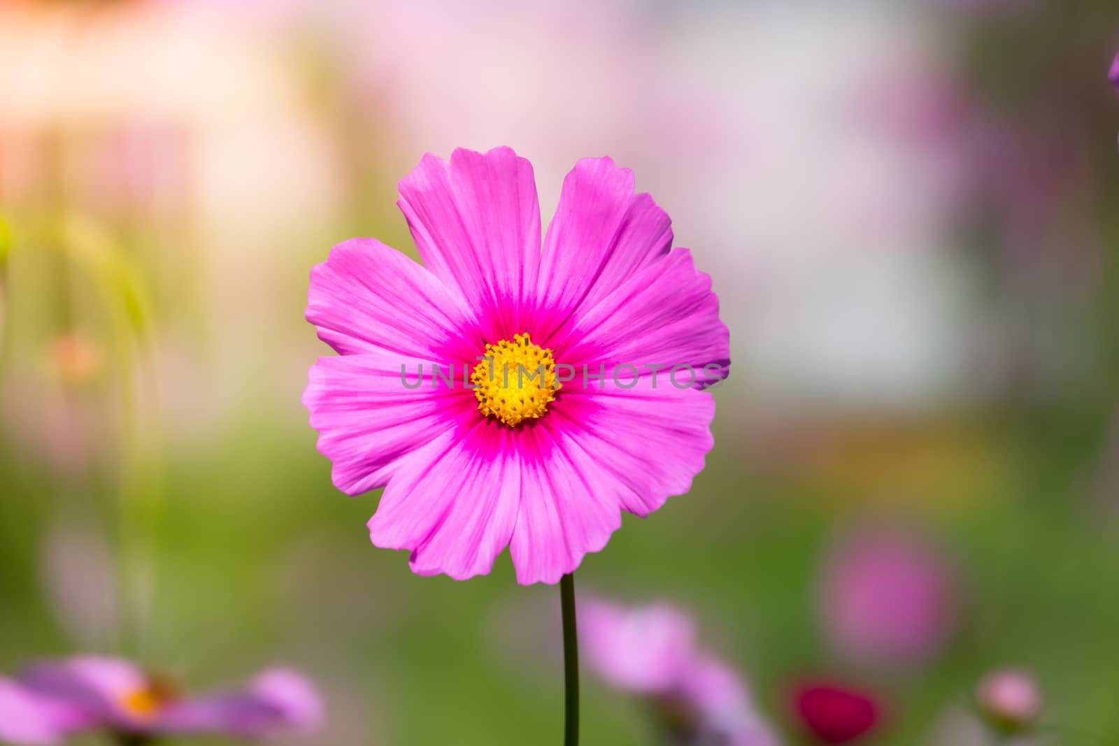 Pink flowers cosmos bloom beautifully to the morning light. by teerawit