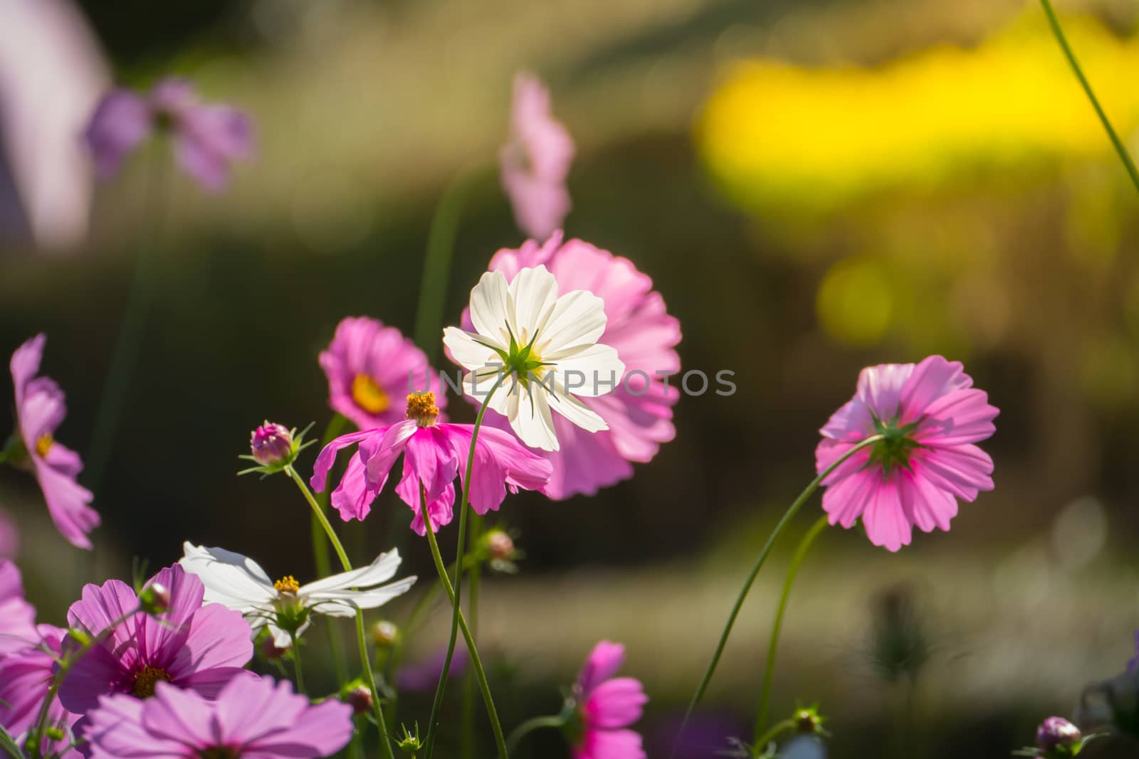 Pink flowers cosmos bloom beautifully to the morning light. by teerawit