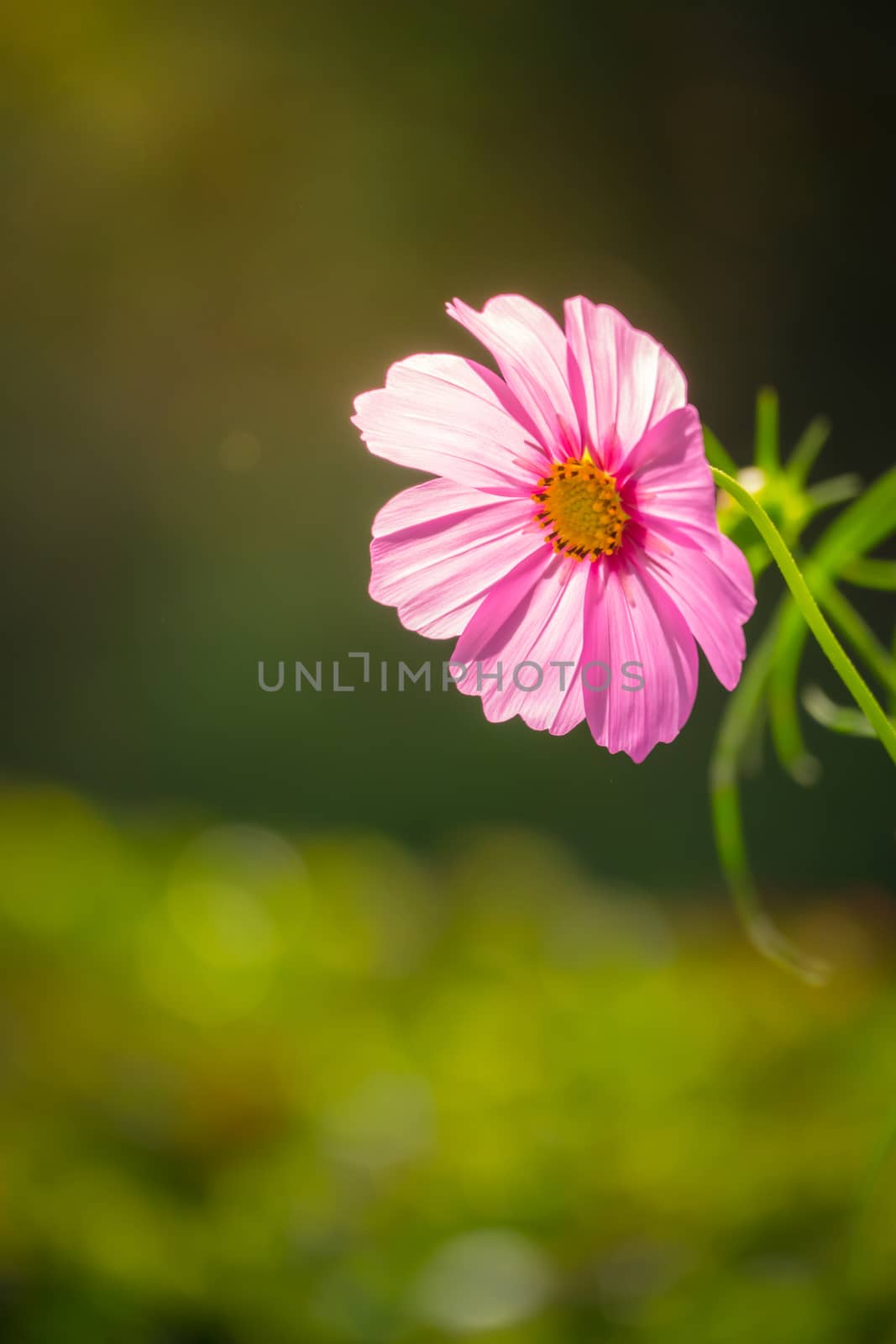 Pink flowers cosmos bloom beautifully to the morning light. by teerawit