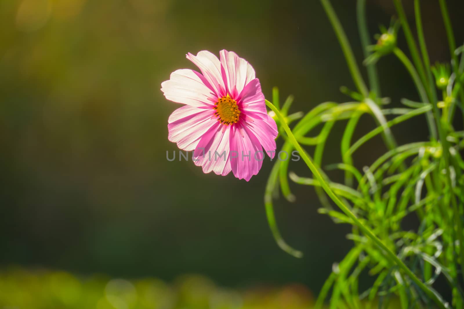 Pink flowers cosmos bloom beautifully to the morning light. by teerawit