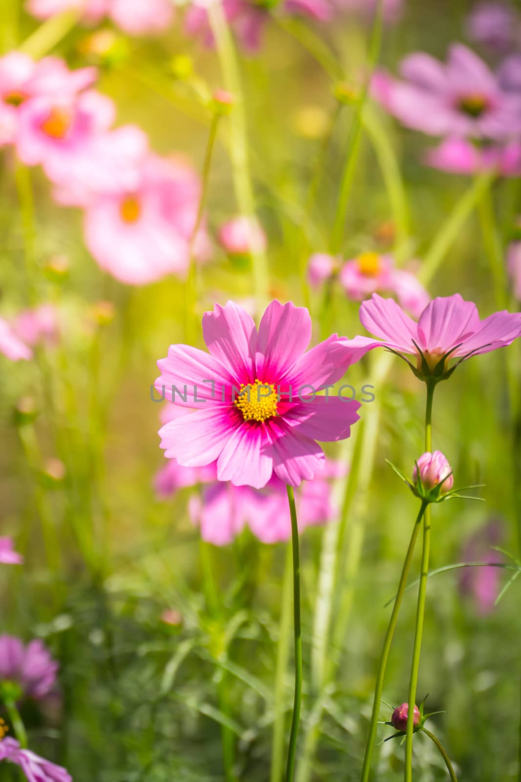 Pink flowers cosmos bloom beautifully to the morning light. by teerawit
