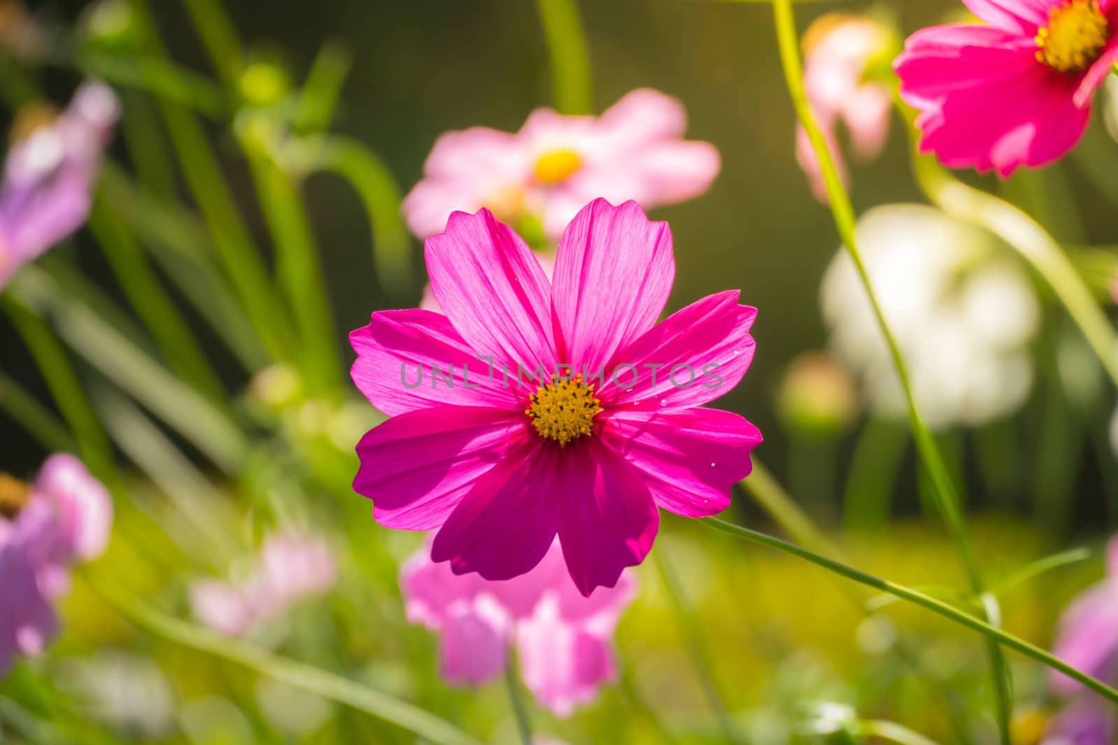 Pink flowers cosmos bloom beautifully to the morning light. by teerawit