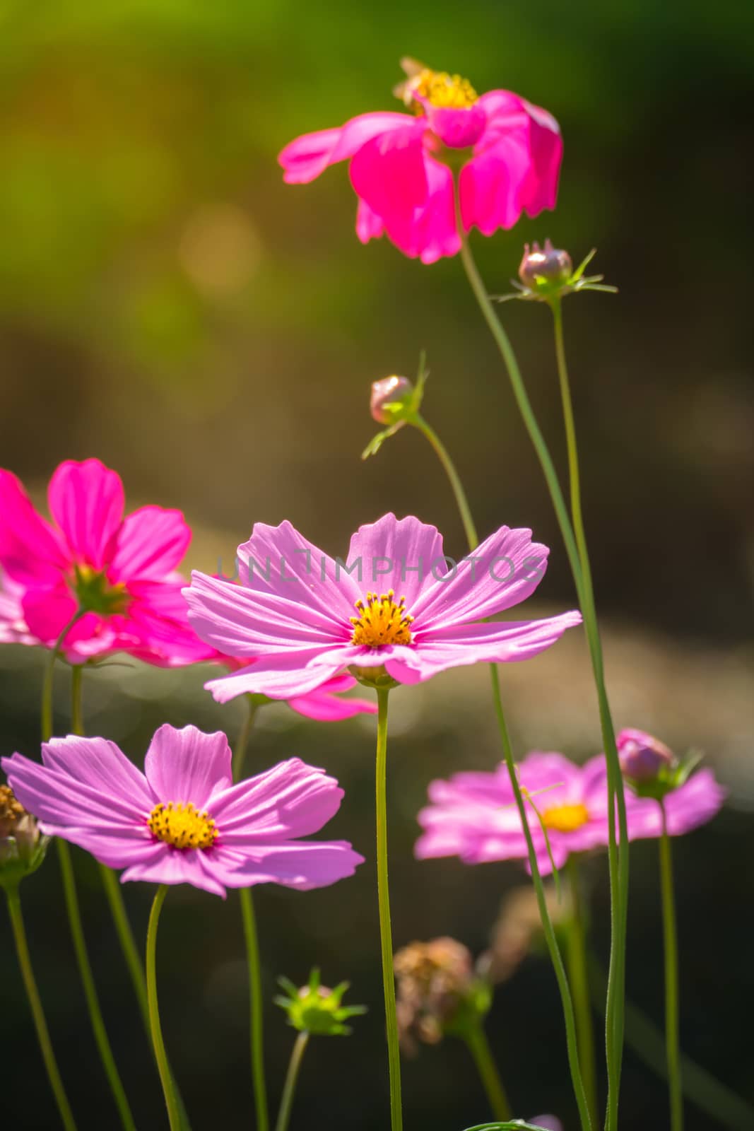 Pink flowers cosmos bloom beautifully to the morning light. by teerawit