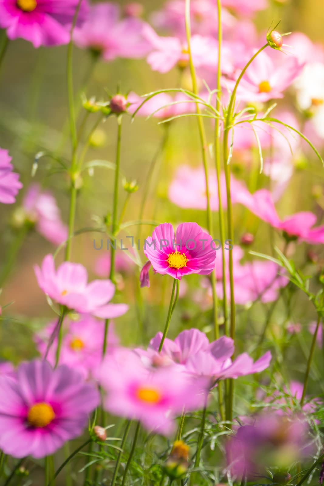 Pink flowers cosmos bloom beautifully to the morning light.