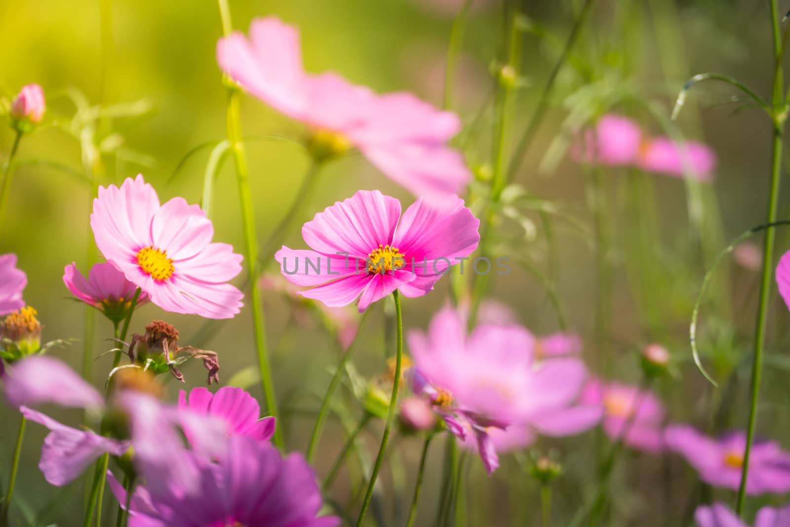 Pink flowers cosmos bloom beautifully to the morning light.