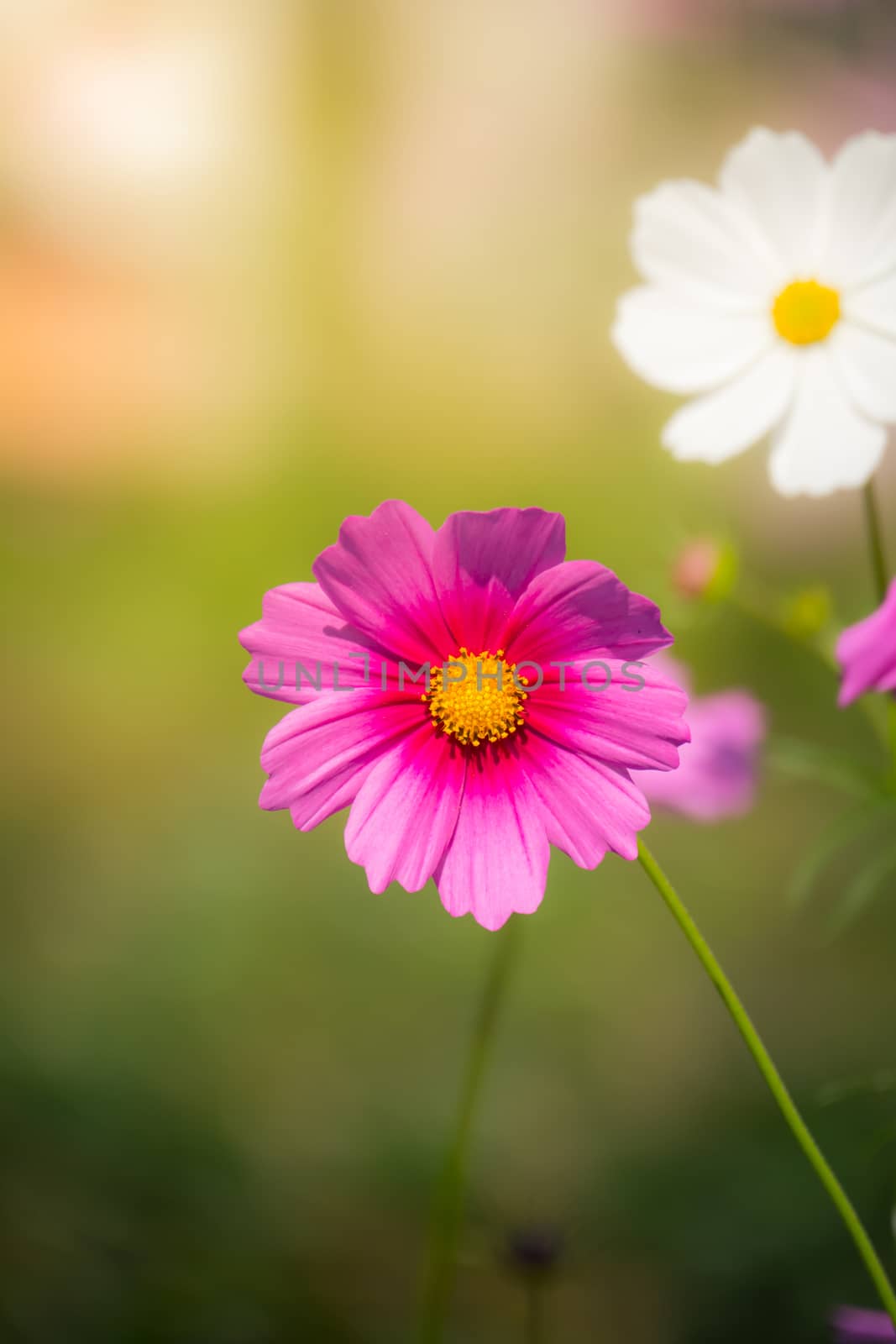 Pink flowers cosmos bloom beautifully to the morning light.