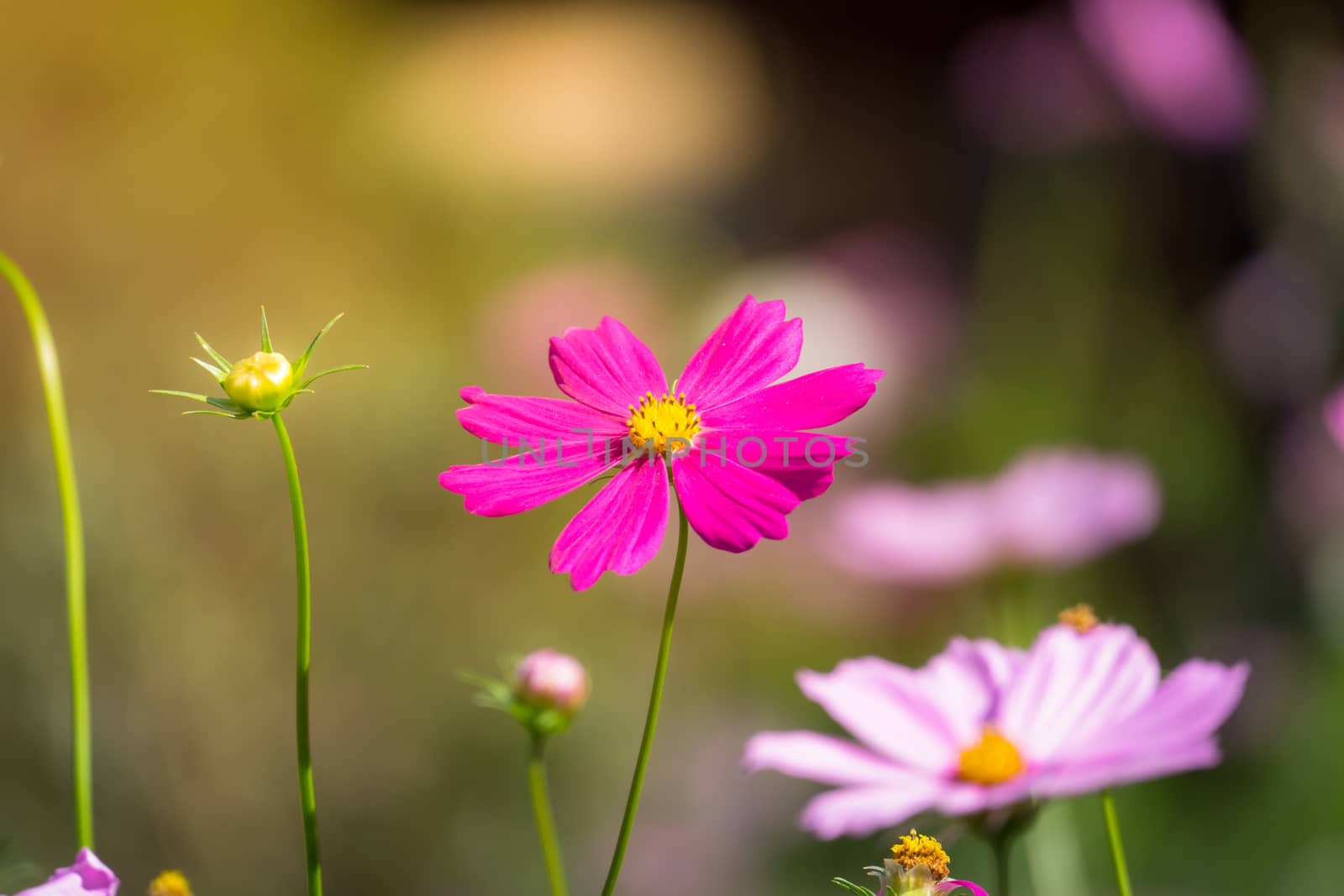 Pink flowers cosmos bloom beautifully to the morning light. by teerawit