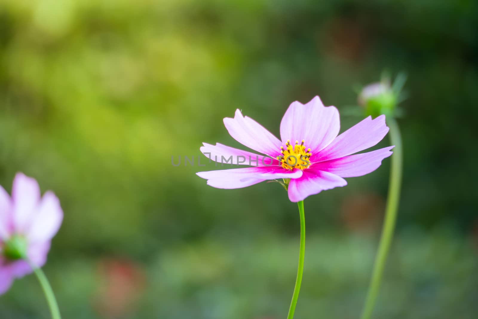 Pink flowers cosmos bloom beautifully to the morning light. by teerawit