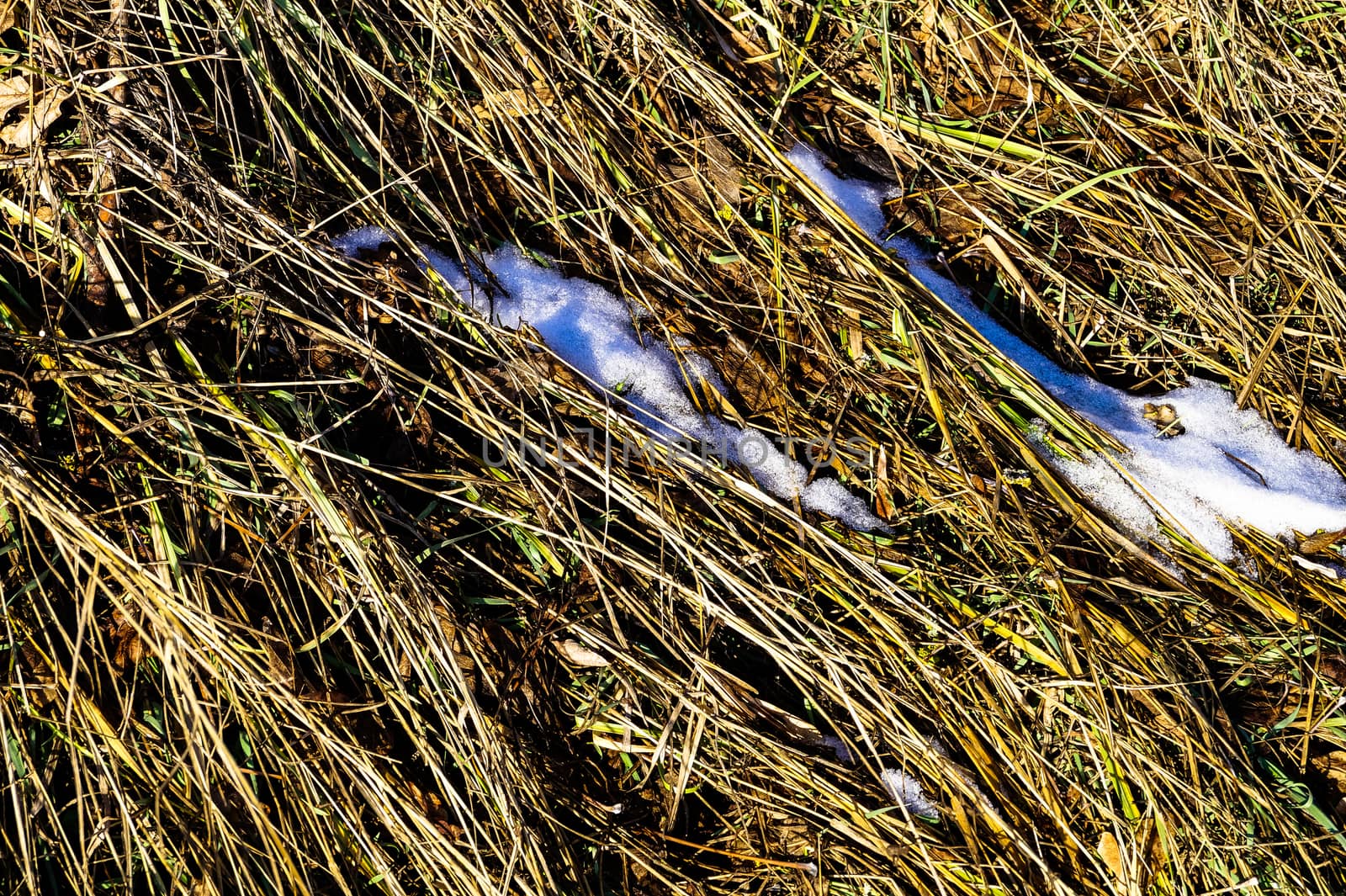 background texture of dry grass with snow