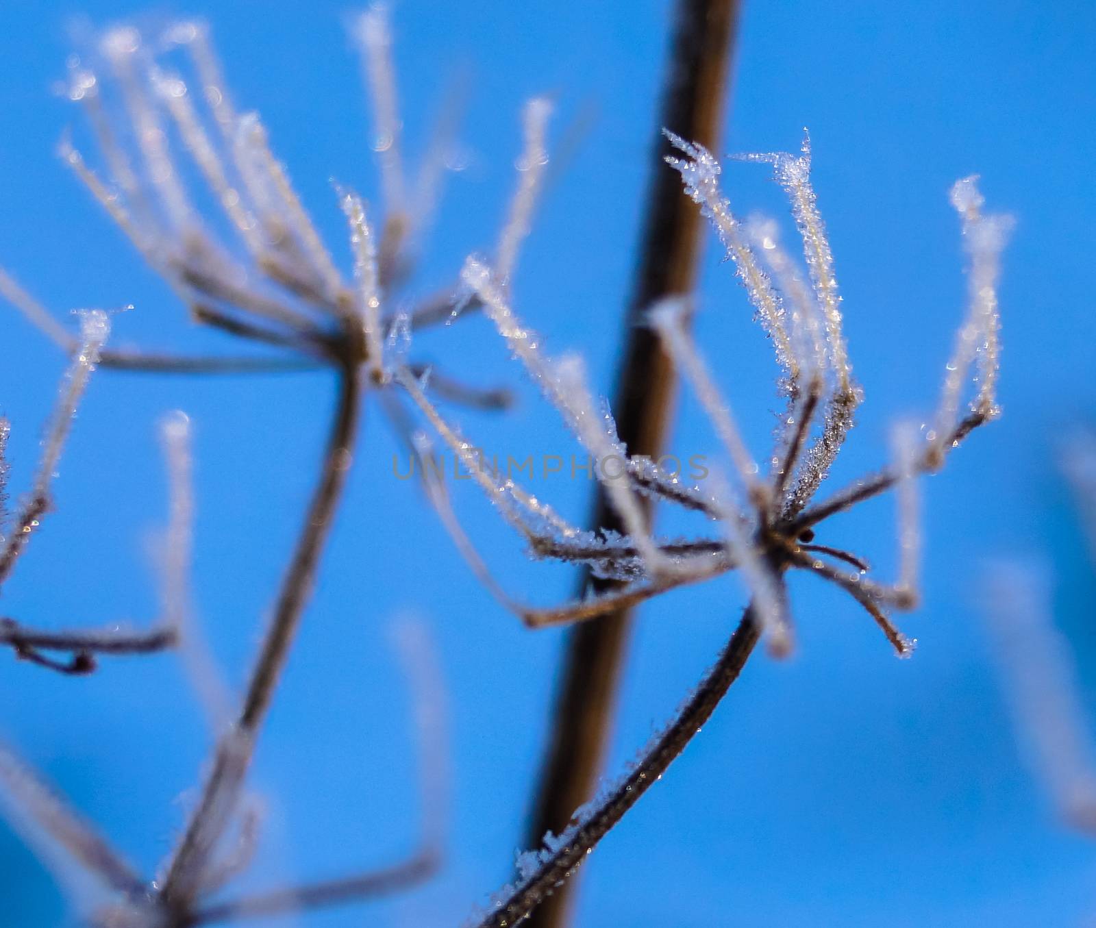 the nature of winter buds of plants are covered with little snowflakes