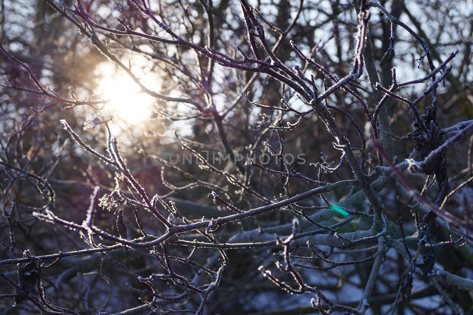 beautiful winter landscape like in a fairy tale the sun shines through the branches of the tree