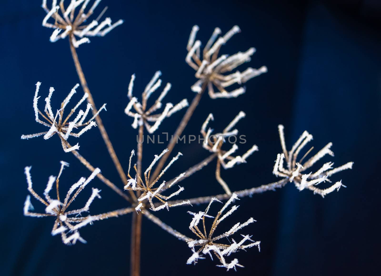 the nature of winter buds of plants are covered with little snowflakes by Oleczka11