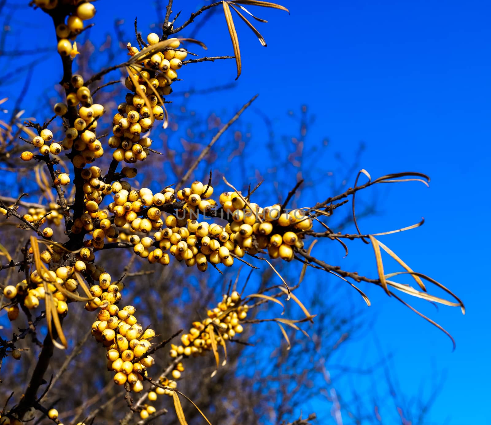 obli branch with berries on sky background