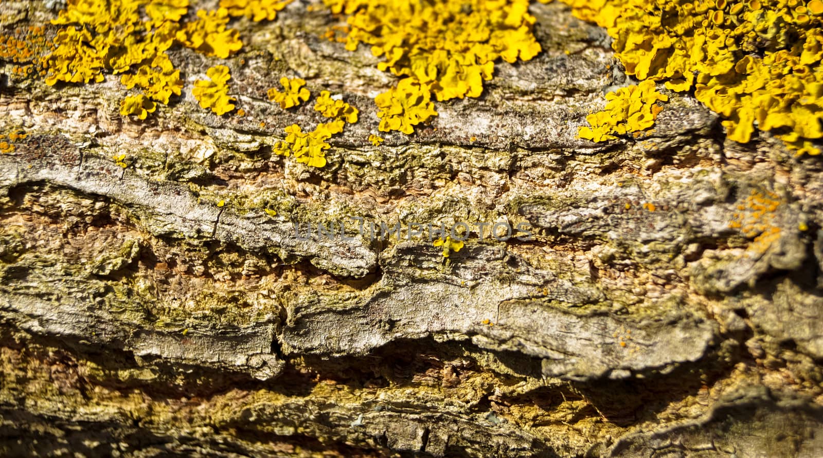 texture background of the beautiful moss on the tree branch by Oleczka11