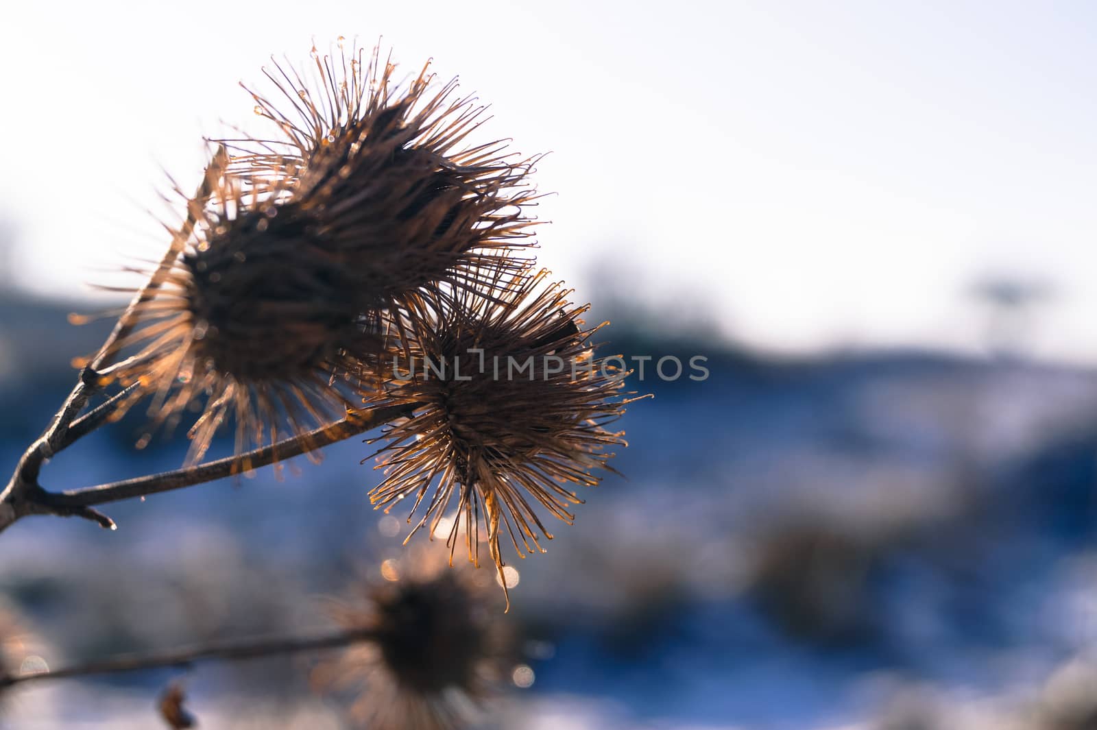 flower weeds in the winter against snow by Oleczka11