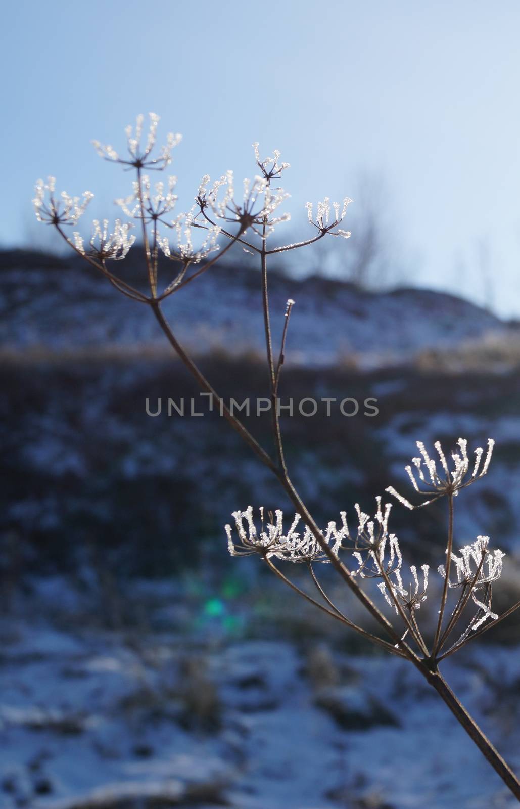 very beautiful plant covered with snow by Oleczka11