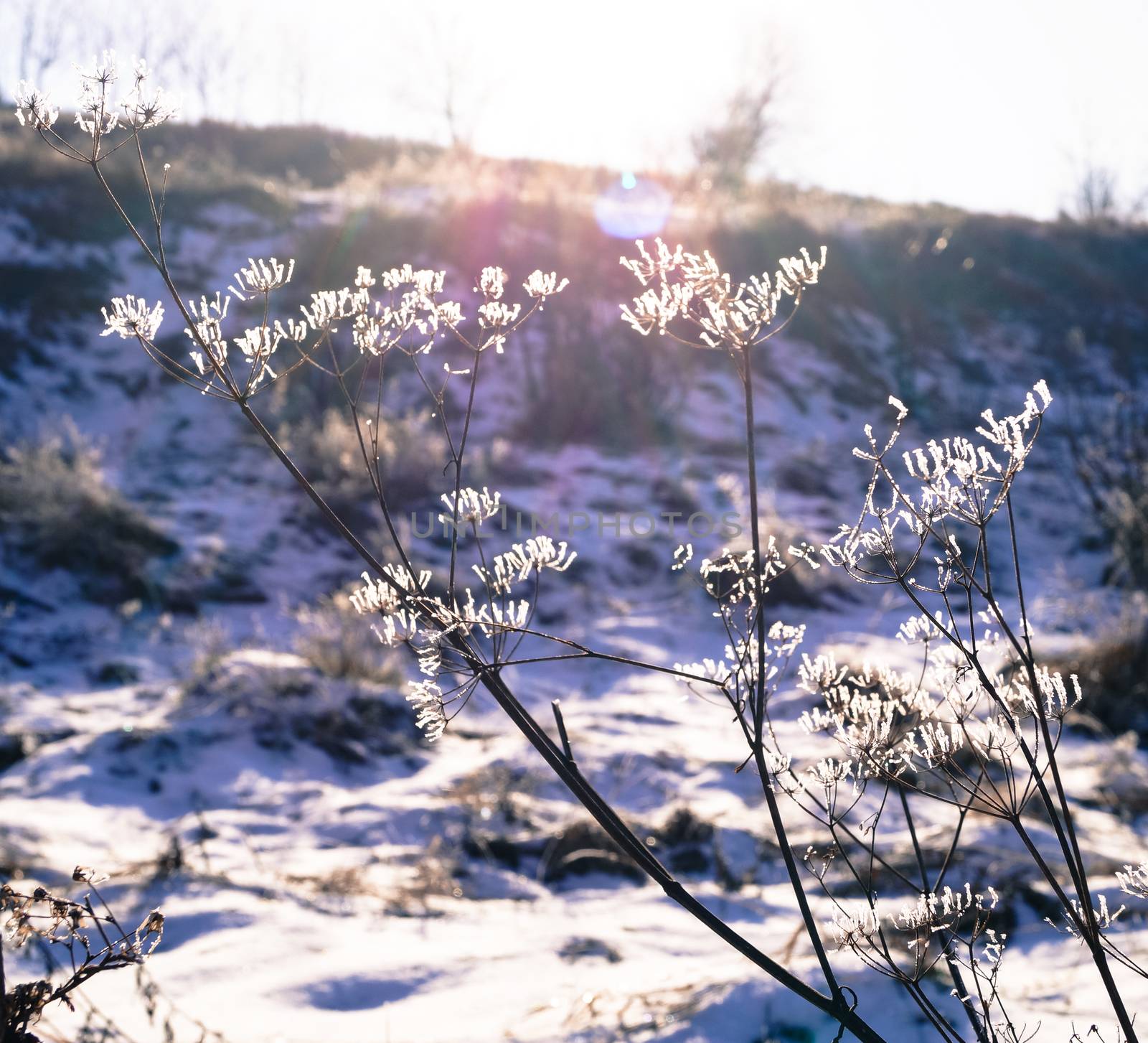 very beautiful plant covered with snow