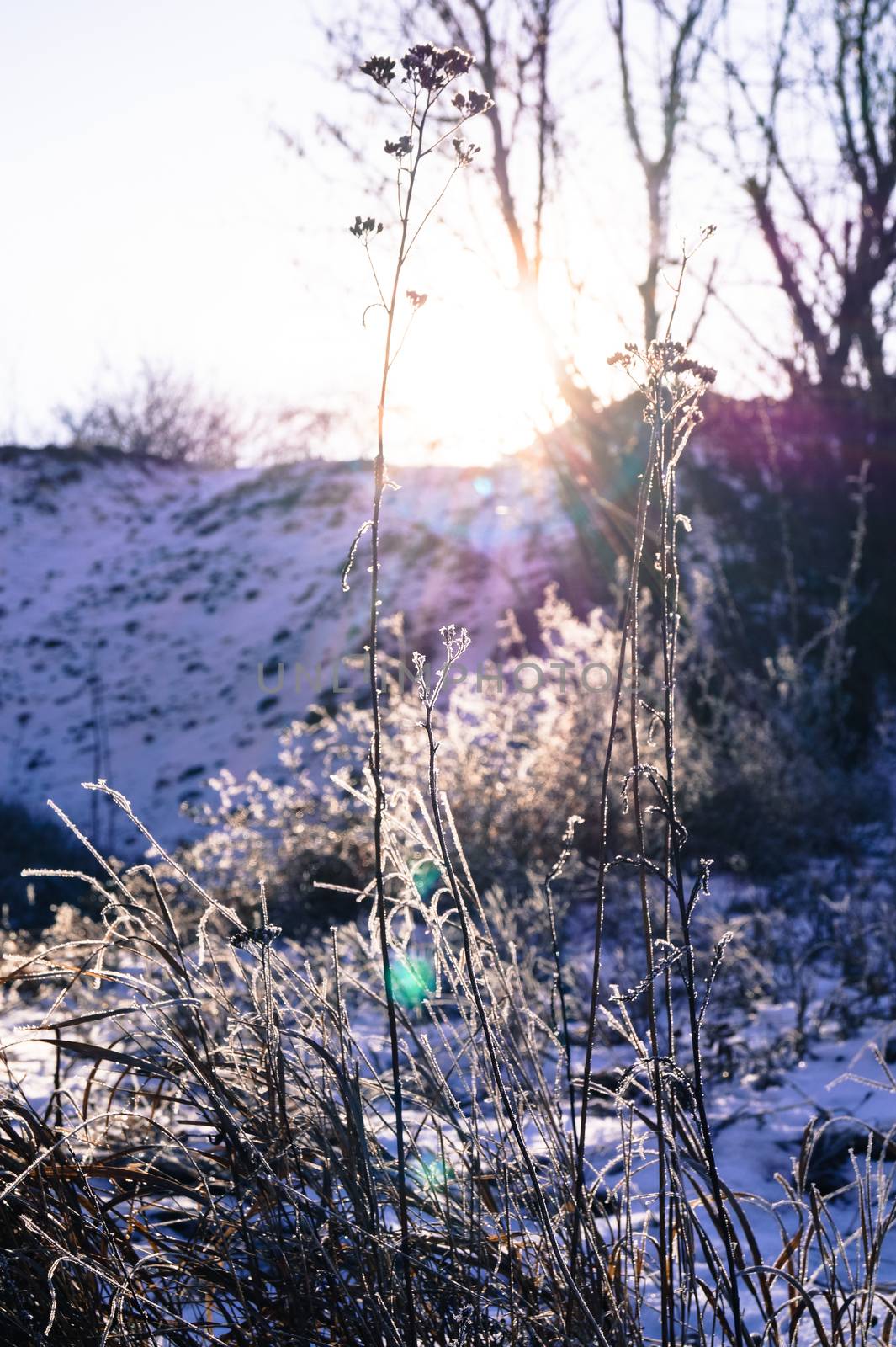 very beautiful plant covered with snow by Oleczka11