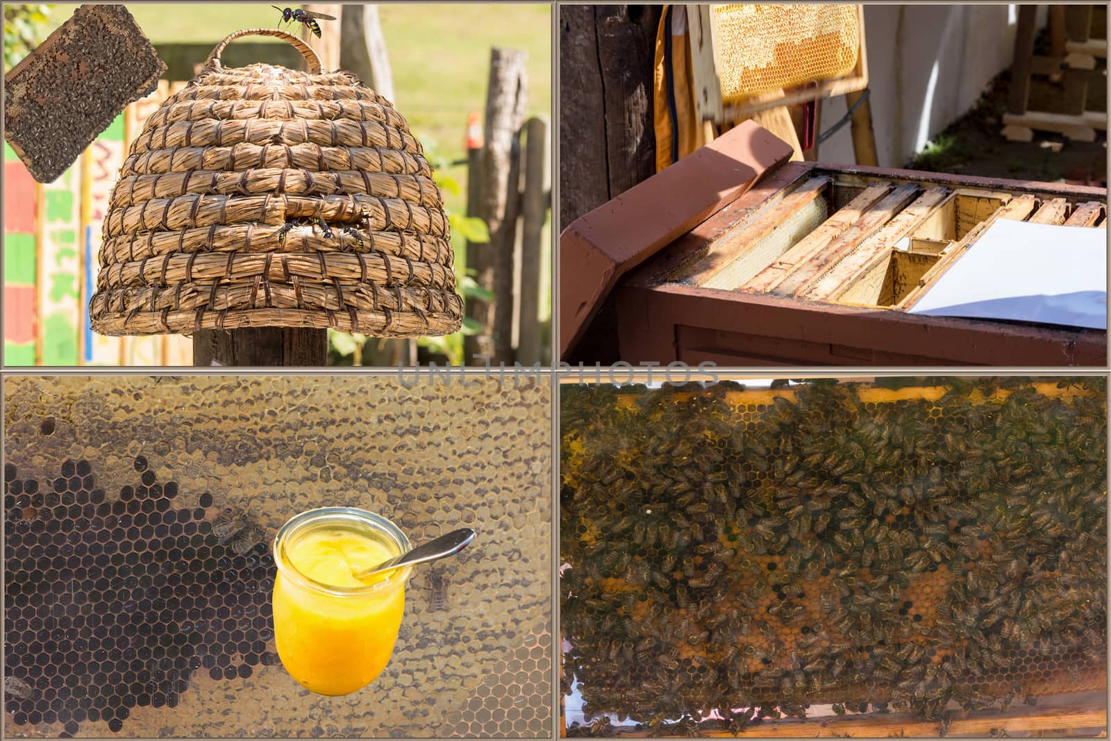 Beekeeping and honey production workflow: from the harvesting to the finished honey.