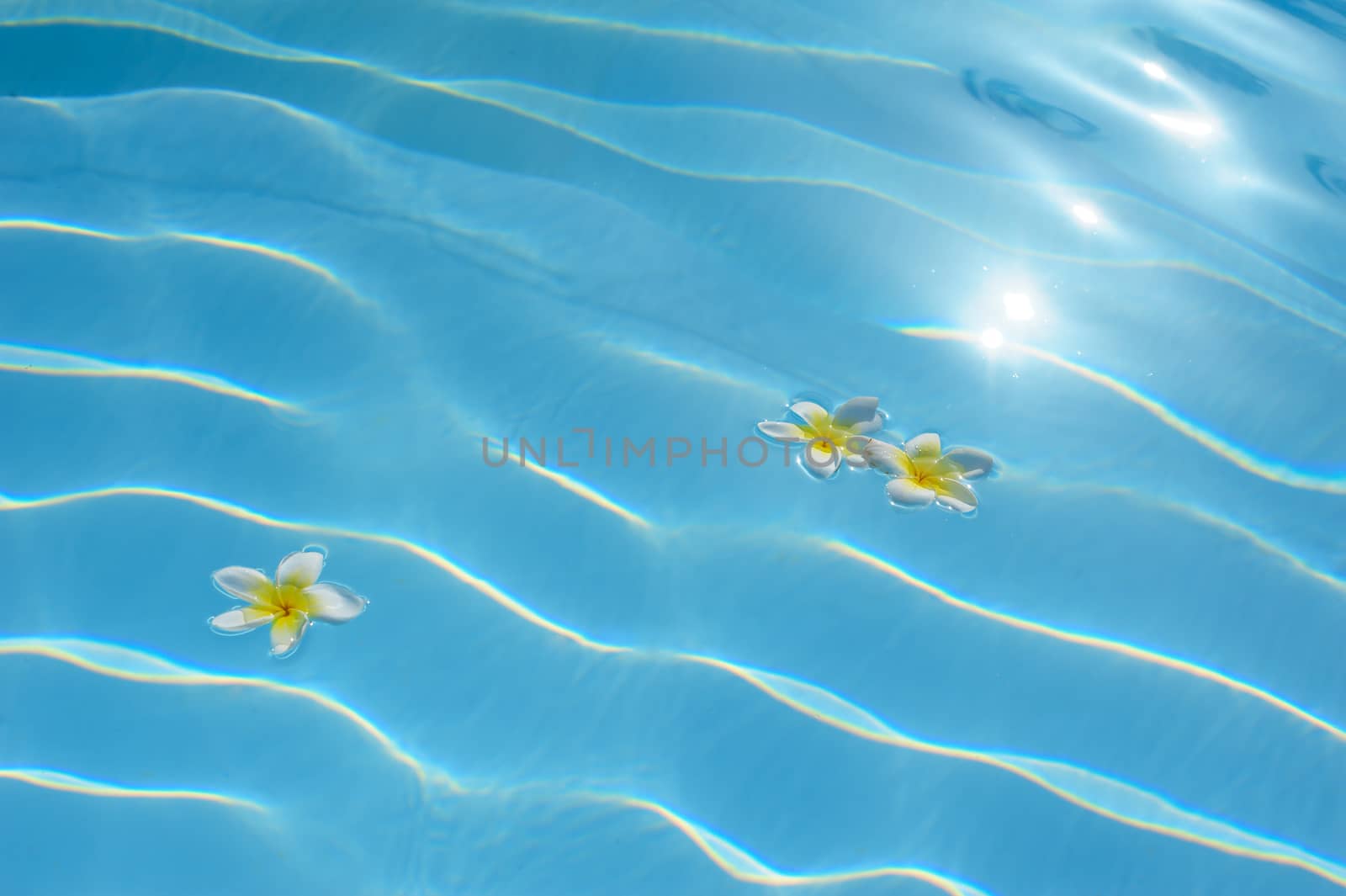 three bougainvillea flower floating in a blue pool.