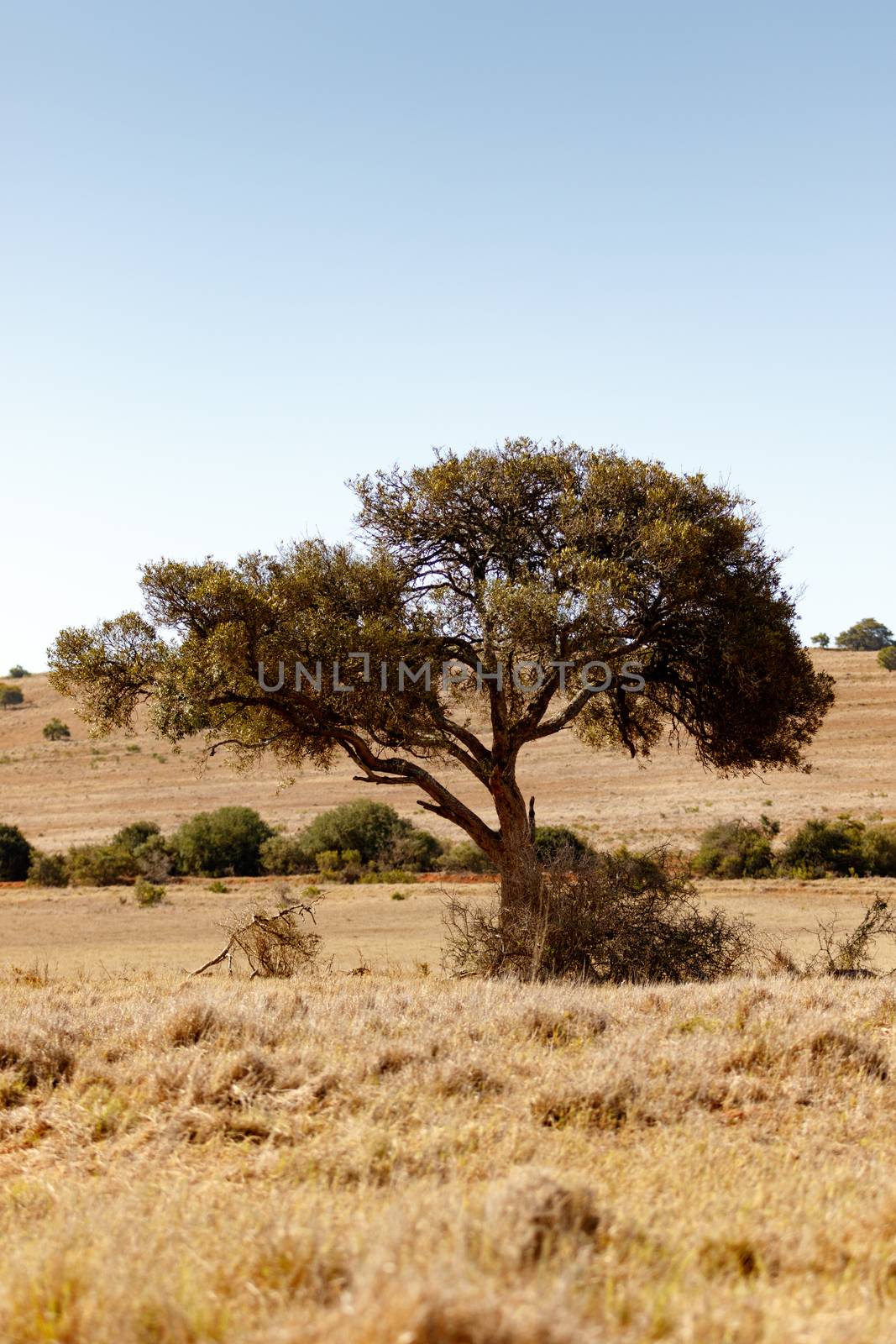 Shade tree pulling to the left by markdescande