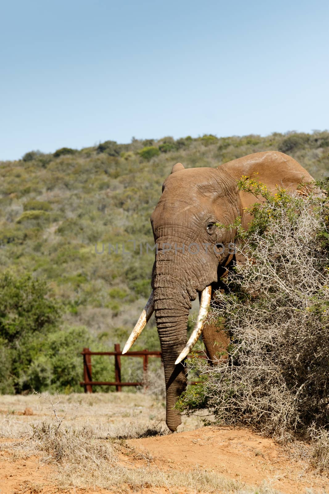 Elephant peeping out of the thorn bush in the field.